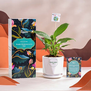 Peace Lily For Environment Day Gifting