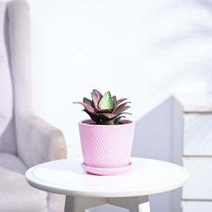 Euphorbia Francoisii Hybrid