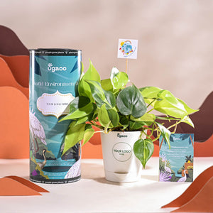Philodendron Brasil Plant For Environment Day Gifting