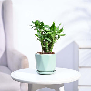 Lotus Lucky Bamboo 5 Sticks