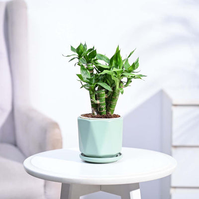 Lotus Lucky Bamboo 5 Sticks