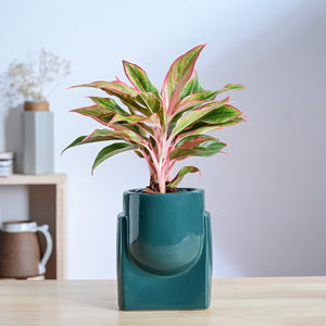 Cats are Gods Ceramic Planter