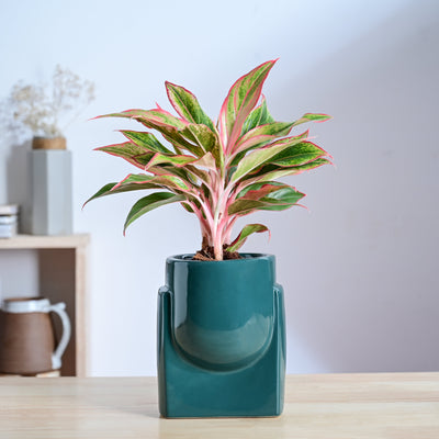 Cats are Gods Ceramic Planter