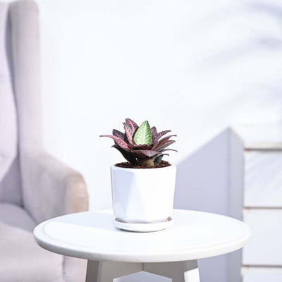 Euphorbia Francoisii Hybrid