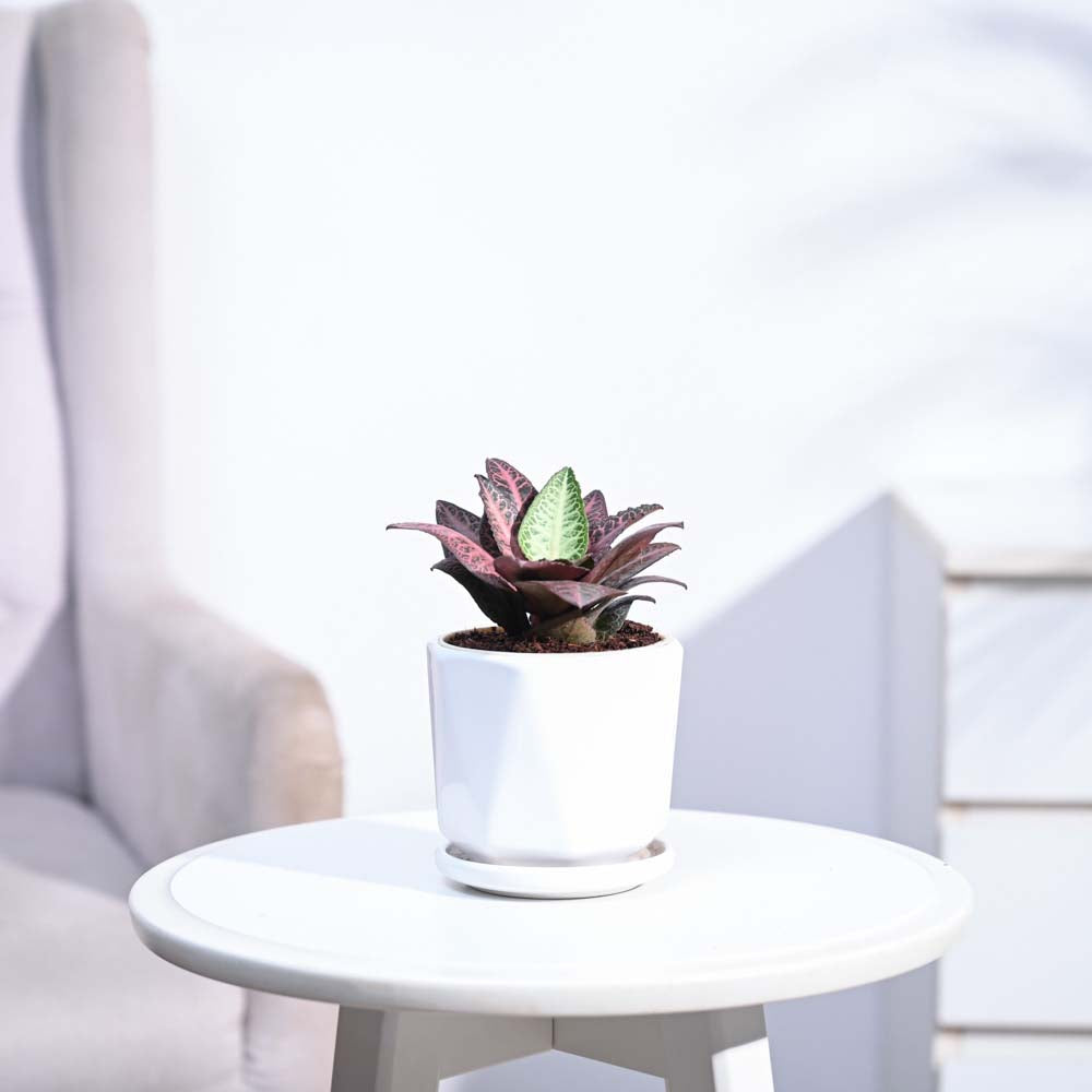 Euphorbia Francoisii Hybrid