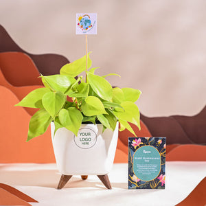Philodendron Oxycardium Golden Plant For Environment Day Gifting