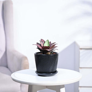 Euphorbia Francoisii Hybrid