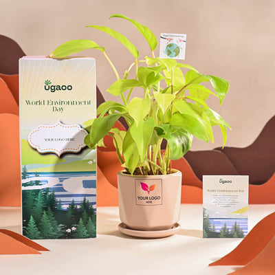 Philodendron Ceylon Golden Plant For Environment Day Gifting