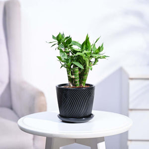 Lotus Lucky Bamboo 5 Sticks