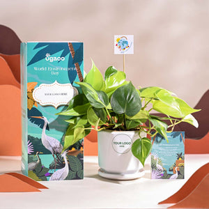 Philodendron Brasil Plant For Environment Day Gifting
