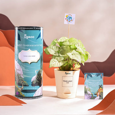 Syngonium White Butterfly Plant- Small For Environment Day Gifting