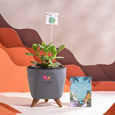 Crassula Ovata Plant For Environment Day Gifting