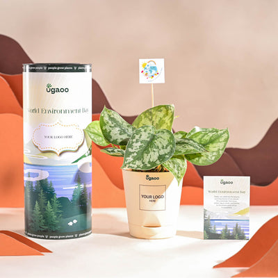 Money Plant Satin For Environment Day Gifting