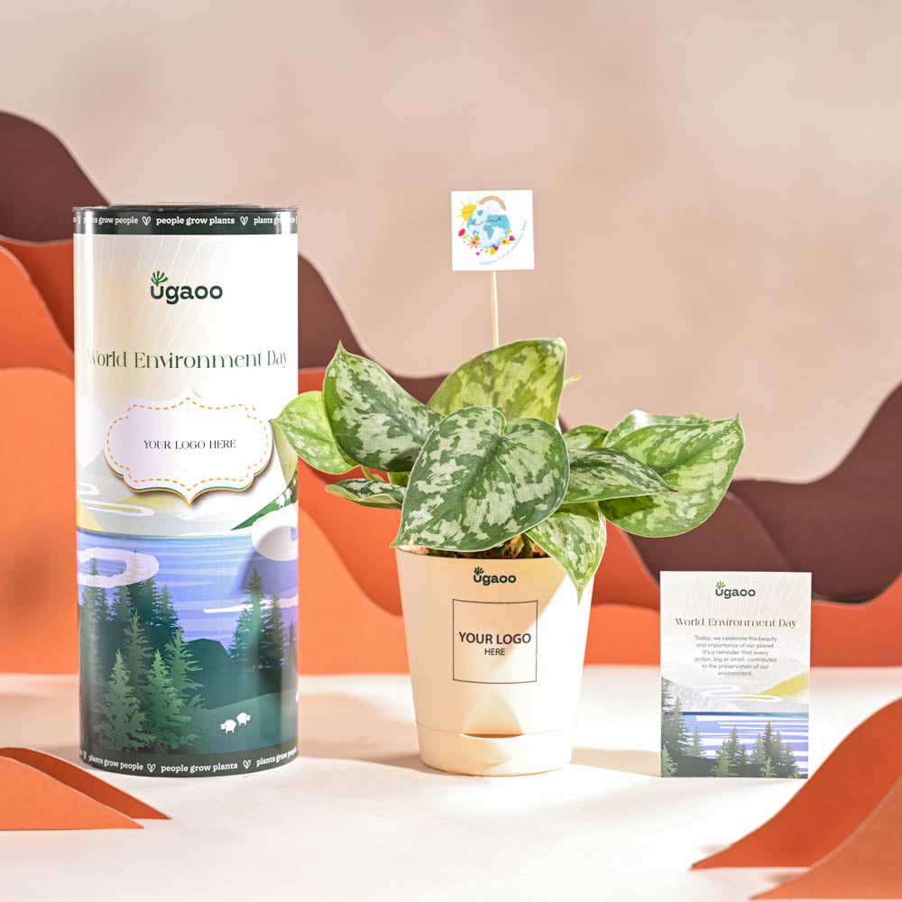 Money Plant Satin For Environment Day Gifting