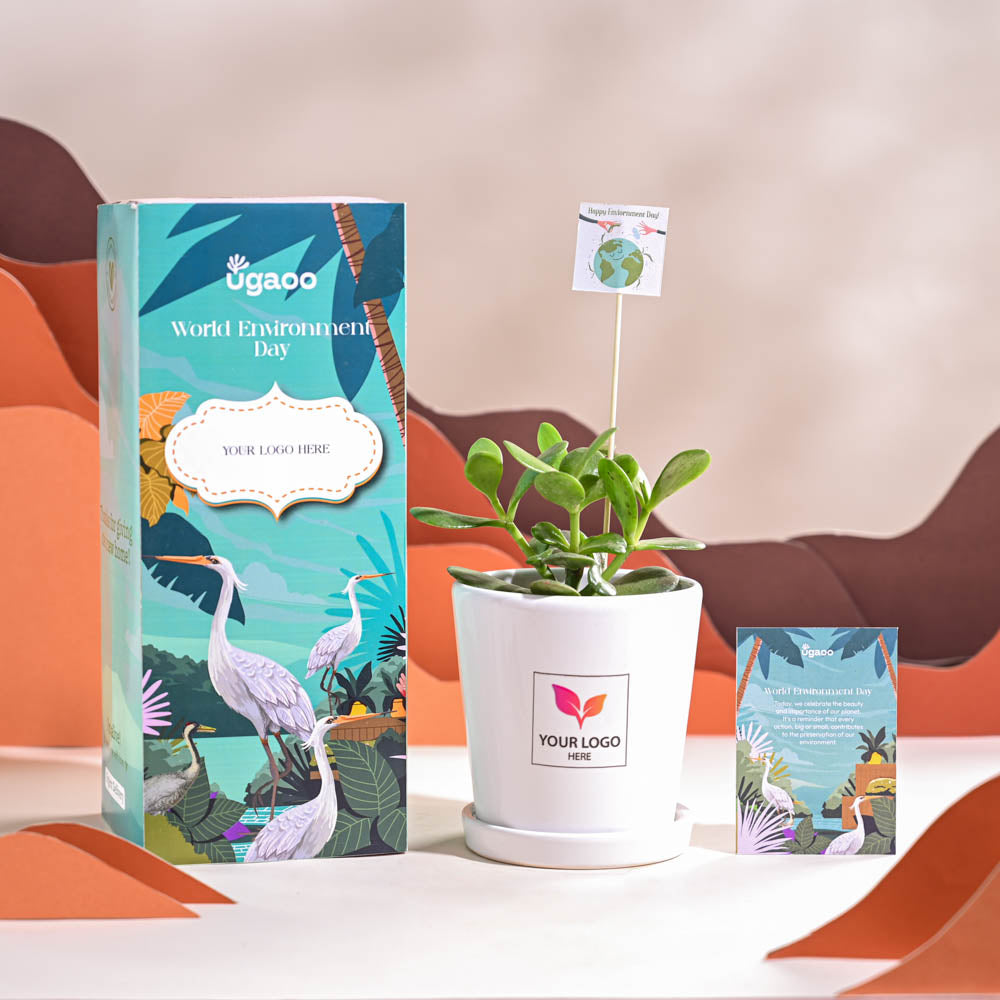 Crassula Ovata Plant For Environment Day Gifting