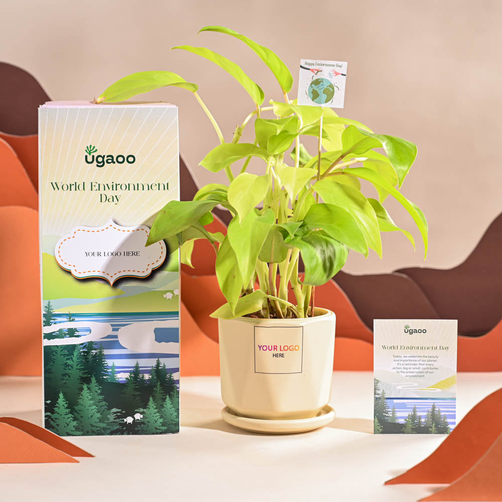 Philodendron Ceylon Golden Plant For Environment Day Gifting