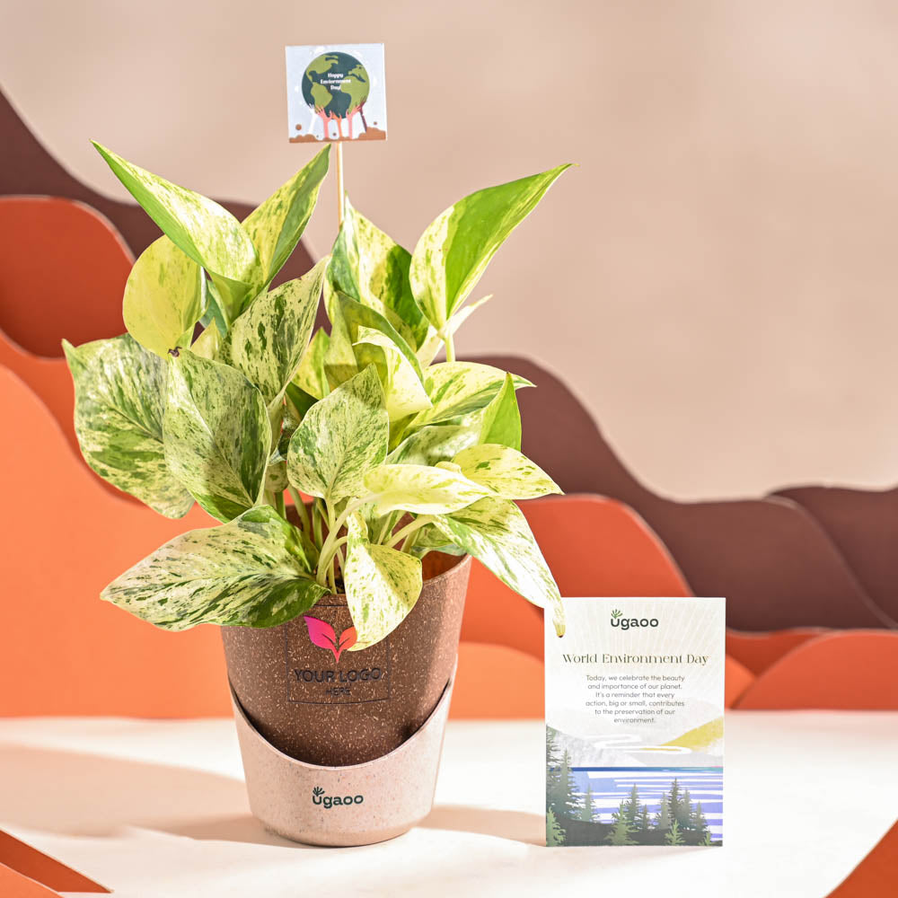Money Plant Marble For Environment Day Gifting