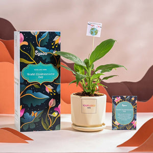 Peace Lily For Environment Day Gifting