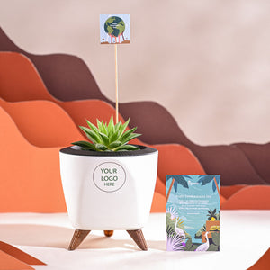 Haworthia Turgida For Environment Day Gifting