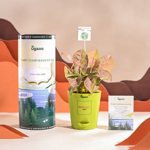 Syngonium Pink Plant For Environment Day Gifting