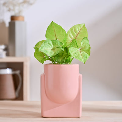 Cats are Gods Ceramic Planter