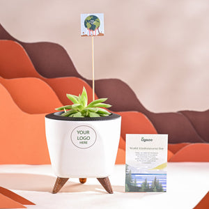 Haworthia Cooperi Fleshy For Environment Day Gifting