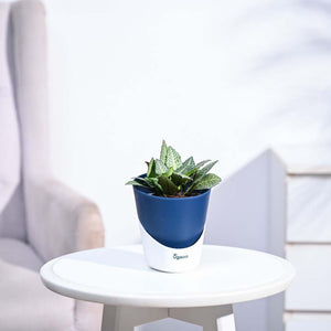 Euphorbia Francoisii Green