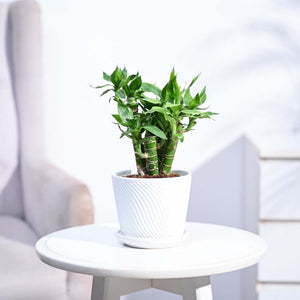 Lotus Lucky Bamboo 5 Sticks