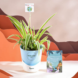 Spider Plant For Environment Day Gifting