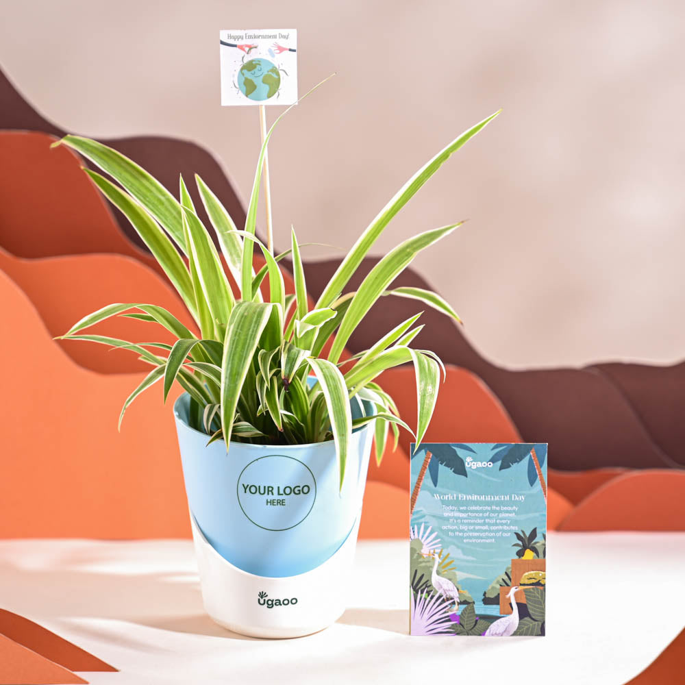 Spider Plant For Environment Day Gifting