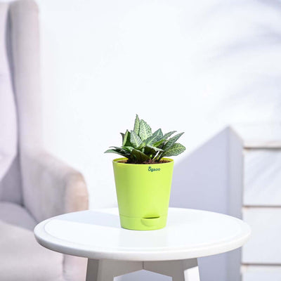 Euphorbia Francoisii Green