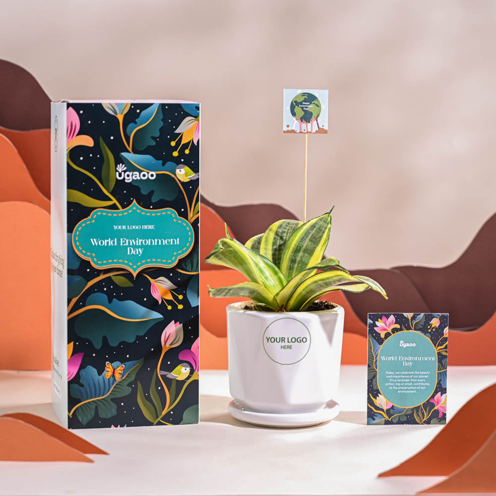 Snake Plant - Golden For Environment Day Gifting