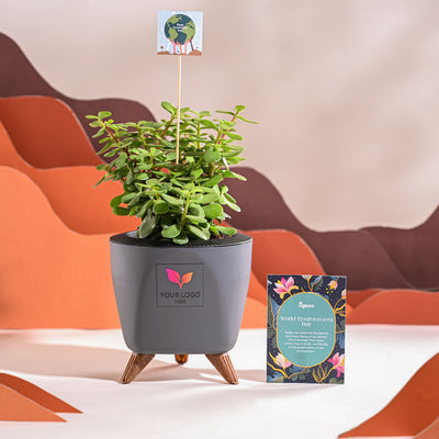 Jade Mini Plant For Environment Day Gifting