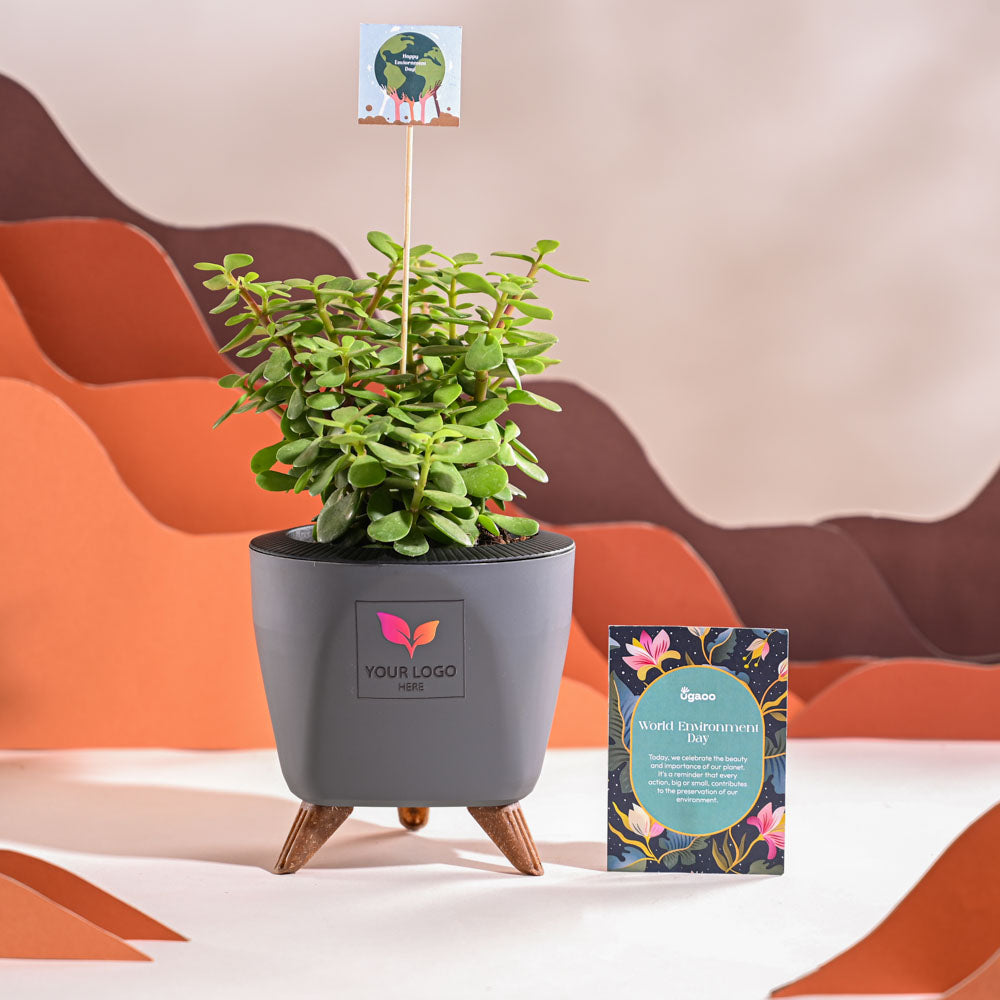 Jade Mini Plant For Environment Day Gifting