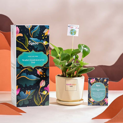 Peperomia Green Plant For Environment Day Gifting