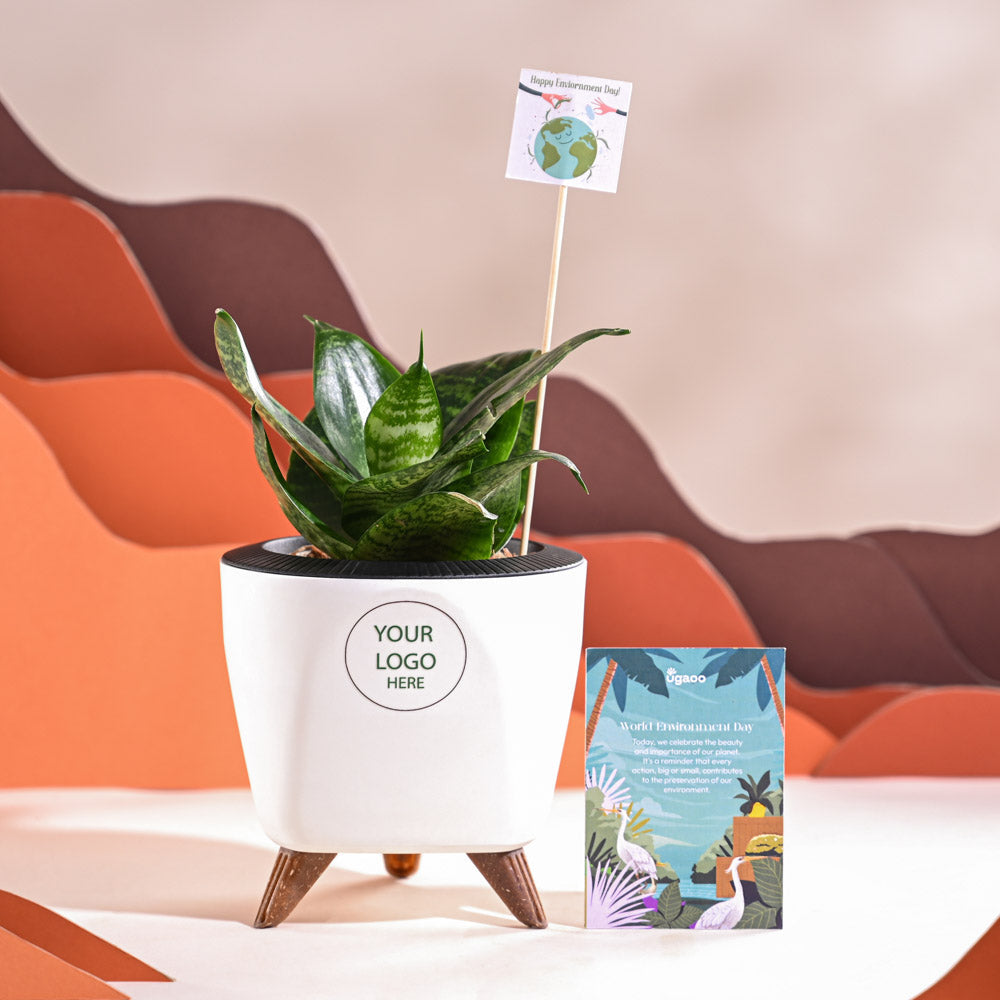 Snake Plant - Green For Environment Day Gifting