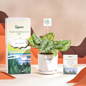 Money Plant Satin For Environment Day Gifting