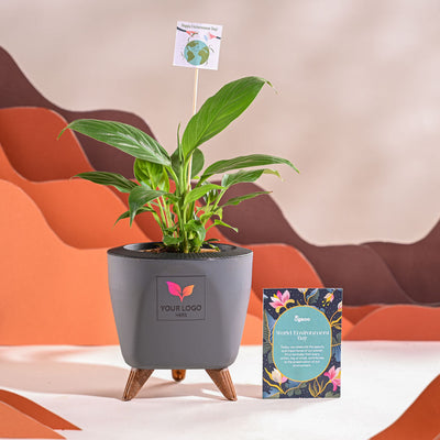 Peace Lily For Environment Day Gifting