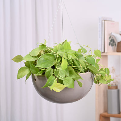 Hanging Ceramic Planters Petrichor Smite