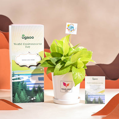 Money Plant Golden For Environment Day Gifting