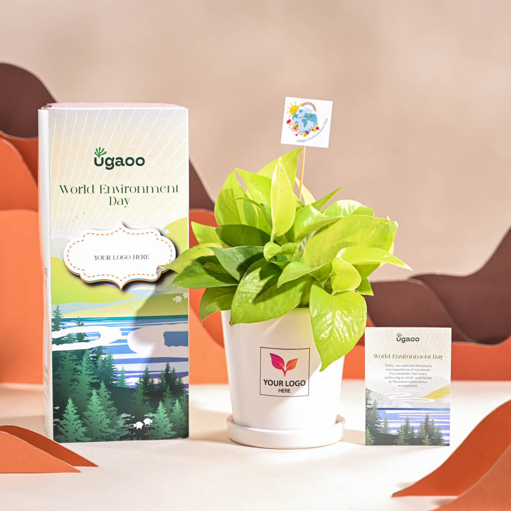 Money Plant Golden For Environment Day Gifting