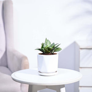 Euphorbia Francoisii Green