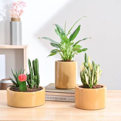 Lilac Stories Bundle - Sandle