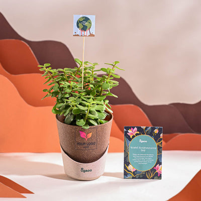 Jade Mini Plant For Environment Day Gifting