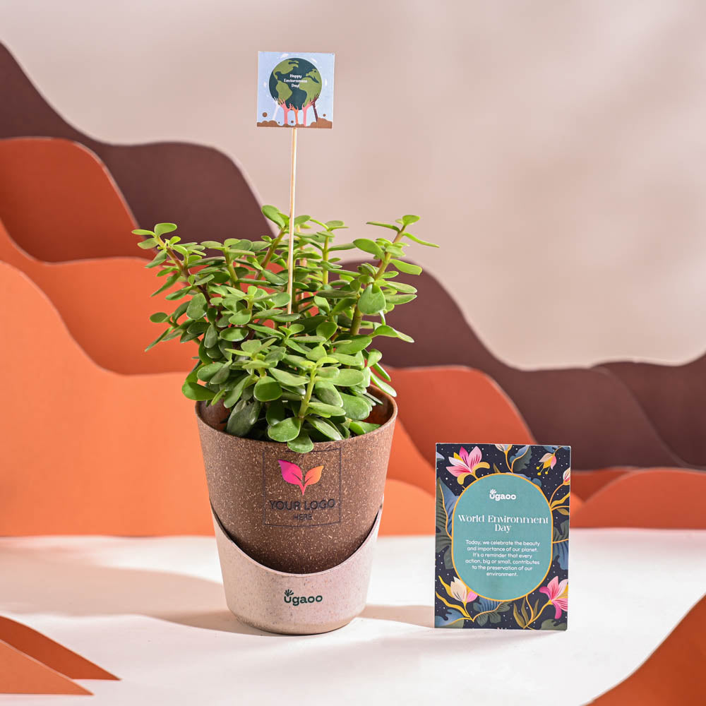 Jade Mini Plant For Environment Day Gifting
