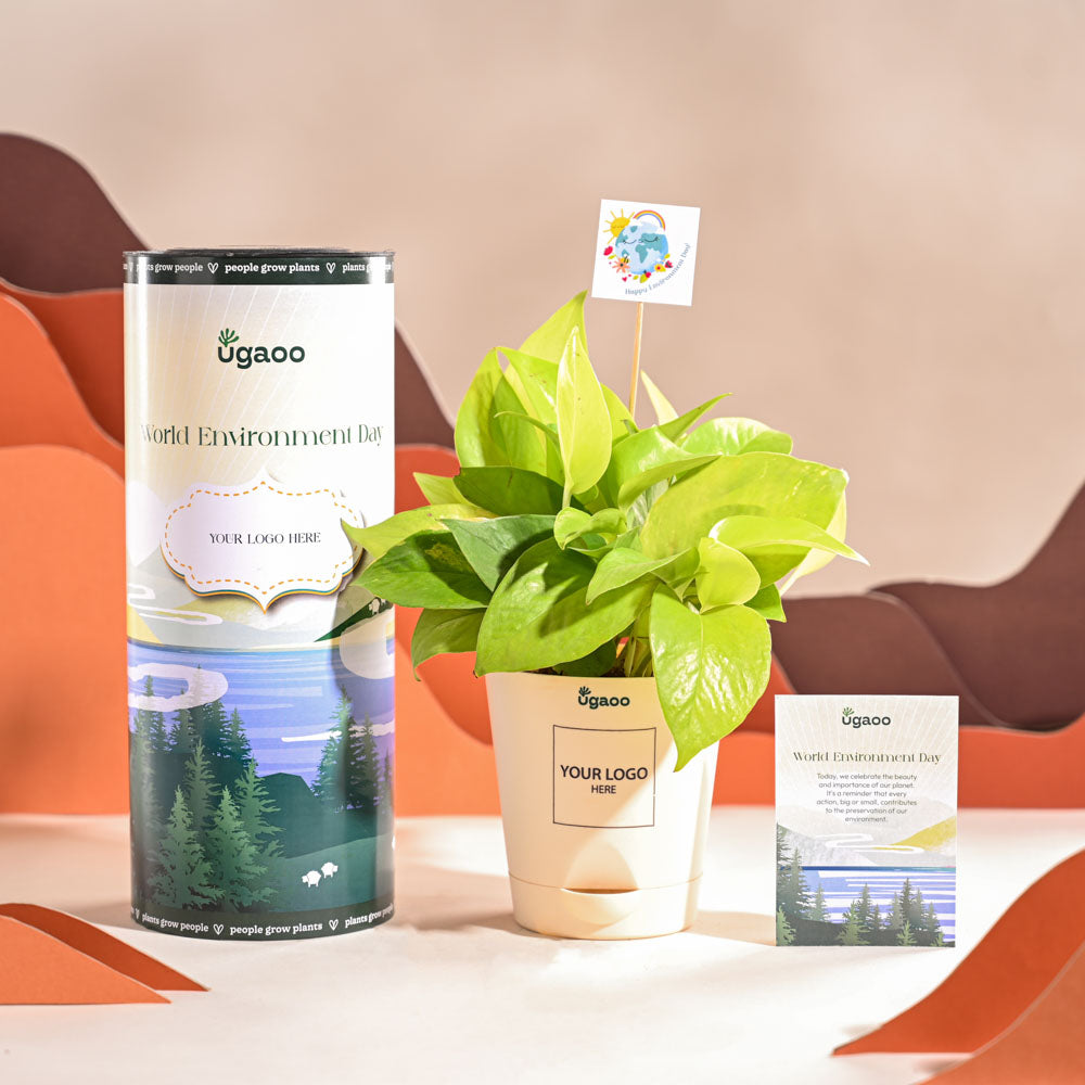 Money Plant Golden For Environment Day Gifting
