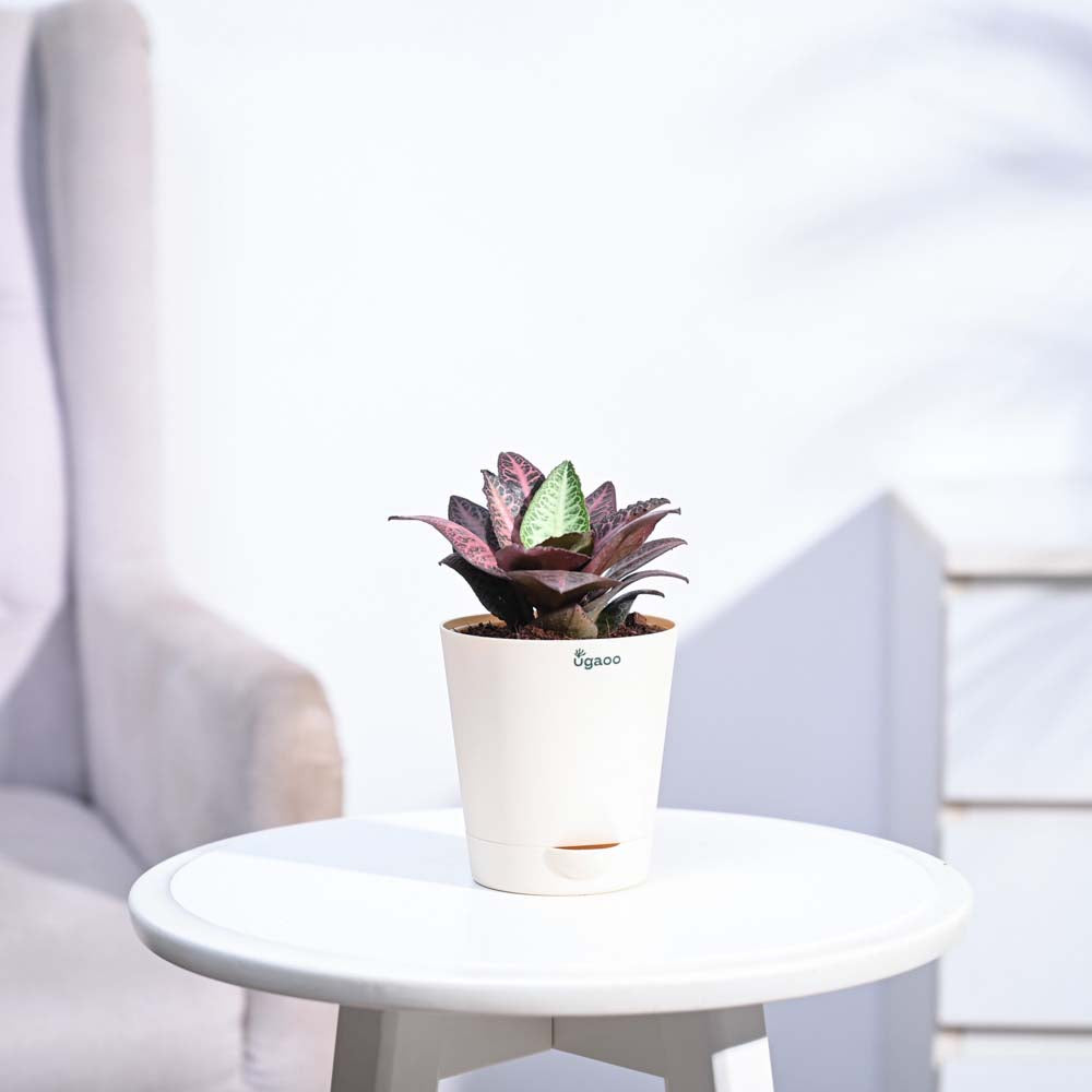 Euphorbia Francoisii Hybrid