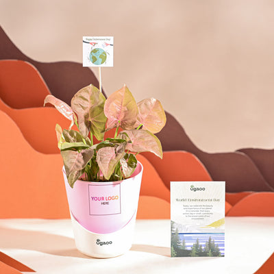 Syngonium Pink Plant For Environment Day Gifting