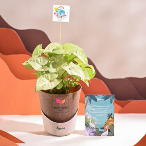 Syngonium White Butterfly Plant- Small For Environment Day Gifting