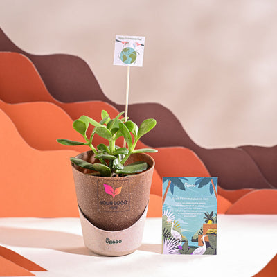 Crassula Ovata Plant For Environment Day Gifting
